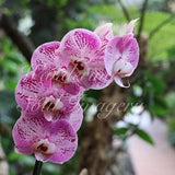 Pink and white Phalaenopsis Orchid against its natural background.