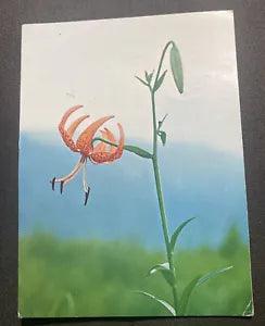 Blooming Japanese Lily Flower Vintage Postcard Kazuko Hamachi