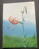 Blooming Japanese Lily Flower Vintage Postcard Kazuko Hamachi