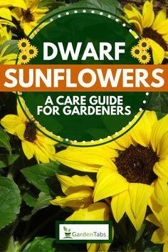 Dwarf Sunflowers: A Care Guide For Gardeners Flower Delivery