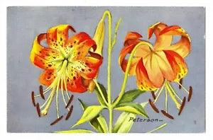 Flower Postcard, Turk's-Cap Lily, Copyright 1957 NWF. R.T. Peterson, Tiger Lily
