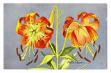 Flower Postcard, Turk's-Cap Lily, Copyright 1957 NWF. R.T. Peterson, Tiger Lily