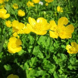 50+ Ranunculus Acris Flower Seeds-Giant Meadow Buttercup-B263-Tall Buttercup