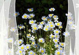 The Universe Has Placed Within You A Seed That Does Not Perish Flower Delivery