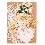 Natural Dried Flowers Multiple Real Dried Pressed Flowers Plant White Series