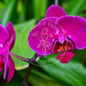 Magenta Orchid (Doritaenopsis) Photograph