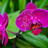 Magenta Orchid (Doritaenopsis) Photograph