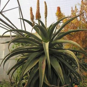 Aloe africana - Amazing African Aloe - 15 Seeds