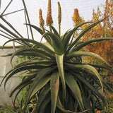 Aloe africana - Amazing African Aloe - 15 Seeds