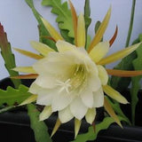 Epiphyllum anguliger  3 Cuttings Epiphytic Cactus Disocactus Plant Trailing