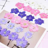 Pressed Dried Natural Consolida Ajacis Flowers Plants For Jewelry Box And Crafts