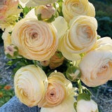 Ranunculus Romance? 