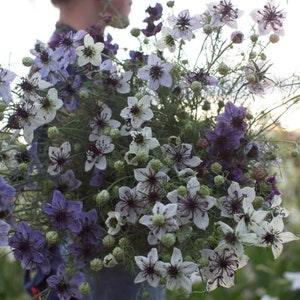 Nigella Love-in-a-Mist Starry Night SEEDS Nigella papilloma white, blue purple cut flower bouquet florist bouquet Dizzy Bees Urban Garden