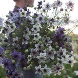 Nigella Love-in-a-Mist Starry Night SEEDS Nigella papilloma white, blue purple cut flower bouquet florist bouquet Dizzy Bees Urban Garden