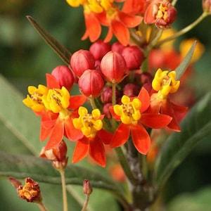 25 seeds  Milkweed  -Tropical Asclepias Curassavica