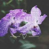 Beautiful Lilac orchid