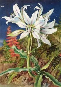 Night-flowering Lily and Ferns, 1872, by Marianne North (1830-1890) --POSTCARD
