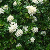 Orange Jasmine Flowering 15 Seeds