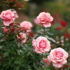 25 Most Beautiful Pink Roses Varieties In The World Flower Delivery