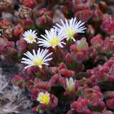 50 seeds Crystalline Ice plant sunny slopes or rock gardens