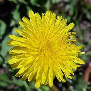 100+ Dandelion Seeds Canada, Taraxacum Officinale, Zone 3-10 Perennial Flower Seeds, Perennial Vegetable Seeds, Dandelion Greens Seeds