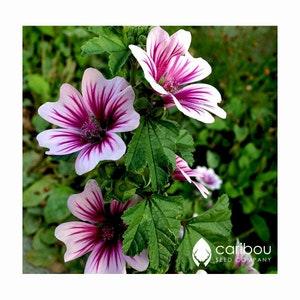 Perennial | Hollyhock ZEBRINA | 40-45 Seeds | Malva Sylvestris | Cut Flower, Butterfly Garden |