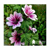 Perennial | Hollyhock ZEBRINA | 40-45 Seeds | Malva Sylvestris | Cut Flower, Butterfly Garden |