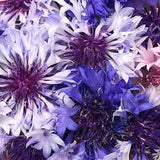 Bachelors Buttons Mixed Colors Annual Heirloom Flower Seeds (Blue, Pink, Lavender, Burgundy, White)