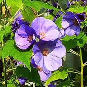 BLUE FLOWERING MAPLE Abutilon Vitifolium Large Unique Mallow, 5 Seeds