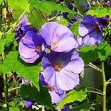 BLUE FLOWERING MAPLE Abutilon Vitifolium Large Unique Mallow, 5 Seeds