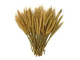 50 Pieces - 10-12" Golden Tan Preserved Dried Botanical Wheat Grass Wedding Arch