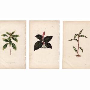 3x ANTIQUE PLANT PRINTS c.1861 - botanical lithographs - original antique prints by Lowe - orchid tropical exotic flower prints