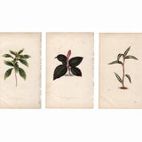 3x ANTIQUE PLANT PRINTS c.1861 - botanical lithographs - original antique prints by Lowe - orchid tropical exotic flower prints