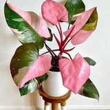 Philodendron Pink Princess Marble Variegated Rooted bulbs with Phyto Certificate