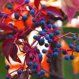 VIRGINIA CREEPER Parthenocissus Quinquefolia Perennial Climbing Vine, 3 Large Seeds