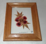 1999 Martha Washington Geranium Jap. Maple Pressed Flower Framed