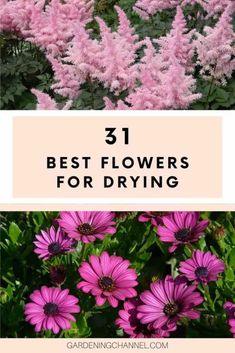 30 Best Flowers for Drying - Gardening Channel Flower Delivery