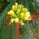 Bird of Paradise Shrub - Caesalpinia gilliesii - Rare Plant Species
