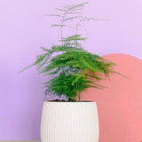 Asparagus Plumosus Fern Houseplant Seeds - Tropical Indoor House Plant - 10 Fresh Rare Seeds Easy to Grow