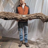 COLOSSAL 64" Cork Round - #2608 - for Reptiles, Airplants, Orchids, and Terrariums