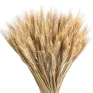 100 Pcs Dried Wheat Stalks 16" Natural Dried Flowers with Stems Dried Wheat