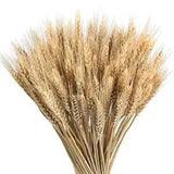 100 Pcs Dried Wheat Stalks 16" Natural Dried Flowers with Stems Dried Wheat
