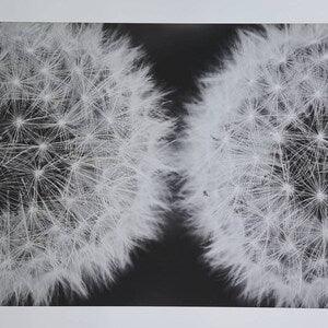 Dandelion Twins - Black and White Wall Art Photo Inkjet Print 16x20"