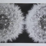 Dandelion Twins - Black and White Wall Art Photo Inkjet Print 16x20"