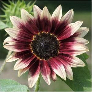 10 seeds Cherry Rose Sunflower - Helianthus annuus