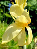 Buttercream Canna Lily Live Plant Rhizome (Gas Mask Exclusive)