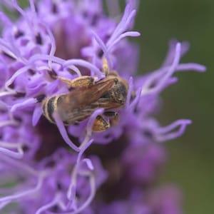 Florist Strain Violet Liatris | L spicata Blazing Star | 25 Seeds | 3ft Tall Cut Flower with Violet Spikes | Start Early - Blooms 1st Year