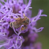 Florist Strain Violet Liatris | L spicata Blazing Star | 25 Seeds | 3ft Tall Cut Flower with Violet Spikes | Start Early - Blooms 1st Year