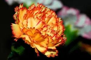 50 ORANGE CARNATION Dianthus Caryophyllus Chabaud Flower Seeds *Flat S/H