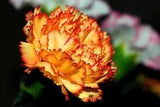 50 ORANGE CARNATION Dianthus Caryophyllus Chabaud Flower Seeds *Flat S/H